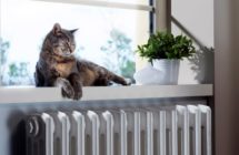 Your Pets May Be Contributing to Poor Indoor Air Quality in Broussard, LA