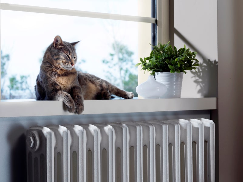 Your Pets May Be Contributing to Poor Indoor Air Quality in Broussard, LA